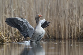 Greylag Goose (Anser anser), Saxony, Germany
