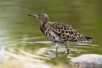 A female ruff (Calidris pugnax) searching for food in shallow water. Northern Poland