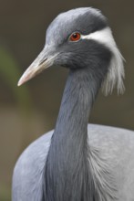Demoiselle Crane (Grus virgo), California, USA