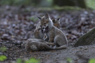 Red fox cubs (Vulpes vulpes) playing and fighting in the immediate vicinity of the fox den, cub