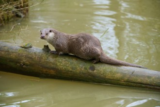 An otter balances on a tree trunk in the water and looks into the surroundings, otter (Lutra