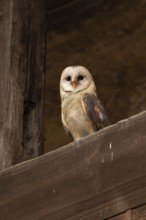 Western Barn Owl (Tyto alba) captive, Germany