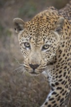 Leopard (Panthera pardus) male walking along a trail, Sabi Sands, South Africa