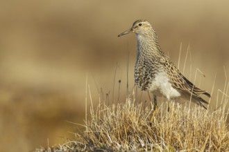 Pectoral Sandpiper (Calidris melanotos) on the tundra in Northern Alaska
