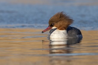 Common Merganser (Mergus merganser) female, Saxony-Anhalt, Germany