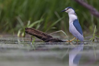Black-crowned black crowned night heron (Nycticorax nycticorax), Bihoreau gris, HÈron bihoreau,