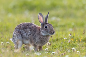A large tear in the ear suggests that serious fights can occur between wild rabbits (Oryctolagus
