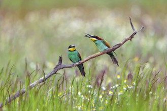Bee-eater, (Merops apiaster), two animals, perch, prey transfer, Tiszaalp-r, Kiskuns-gi National