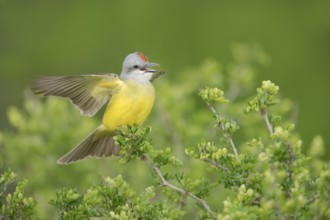 Couch's Kingbird (Tyrannus couchii) singing, Texas, USA