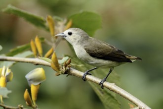Nilgiri Flowerpecker (Dicaeum concolor), Goa, India