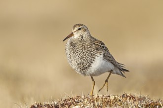 Pectoral Sandpiper (Calidris melanotos) male, Alaska, USA