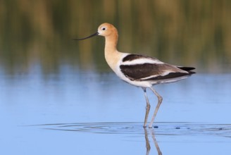 American Avocet (Recurvirostra americana), Alberta, Canada