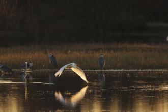 A egret gracefully flies over a calm water surface during sunset, casting reflections. Other herons