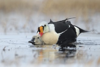 King Eider (Somateria spectabilis) pair mating, Alaska, USA