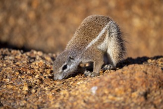 Cape ground squirrel (Xerus inauris), Pontok-Berge, Spitzkoppe, Große Spitzkuppe Nature Reserve,