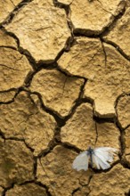 A delicate cabbage butterfly rests on parched, cracked earth, symbolizing resilience amidst arid
