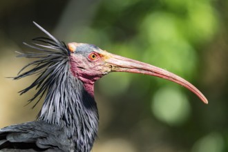 Northern Bald Ibis (Geronticus eremita) Captive Germany