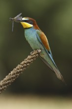 European Bee-eater (Merops apiaster), Castile, Spain