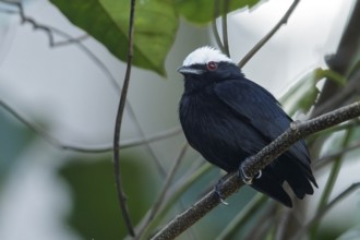White-crowned Manakin (Dixiphia pipra) perched on a branch in the rainforest of Guyana