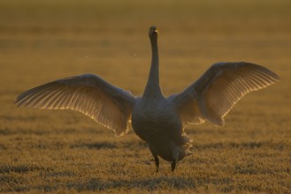 Whooper Swan (Cygnus cygnus) flapping, North Rhine-Westphalia, Germany