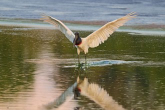 A bird gliding over the water surface with open wings, Jabiru (Jabiru mycteria), Pantanal, Mato
