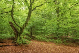 Old hornbeam with moss-covered roots in a former Hutewald, Reinhardswald, Sababurg Primeval Forest,