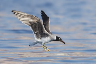 White-eyed Gull (Ichthyaetus leucophthalmus) flying, Eilat, Israel