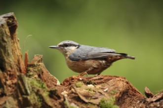 Eurasian Nuthatch (Sitta europaea), Lower Saxony, Germany