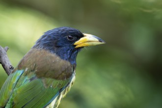 Great Barbet (Psilopogon virens clamator) perched on a branch, Yunnan, China