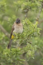 Cape bulbul (Pycnonotus capensis), Addo Elephant National Park, Addo, Western Cape, South Africa