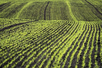 Cool-season cereals in autumn, Oberweser, Weser Uplands, Weserbergland, Hesse, Germany