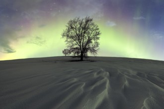 A solitary tree stands against a vivid display of northern lights in a snowy landscape at night,