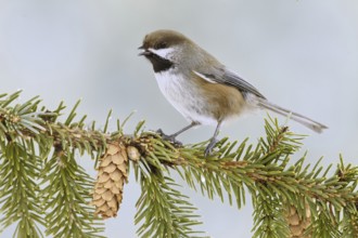 Boreal Chickadee (Poecile hudsonicus), Alaska, USA