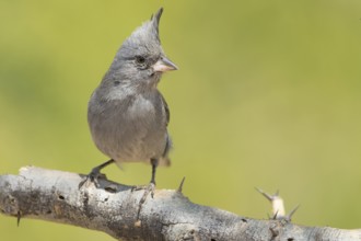 Grey-crested Finch (Lophospingus griseocristatus) perched on a branch, Bolivia