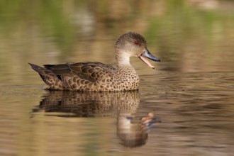 Grey Teal (Anas gracilis), Australian Capital Territory, Australia