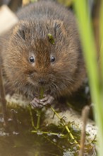 Water vole (Arvicola amphibius) adult rodent animal feeding on pond weed in a reedbed in summer,