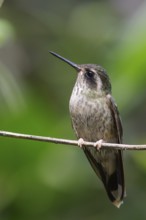 Speckled Hummingbird (Adelomyia melanogenys) perched on a branch in Ecuador