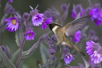 Buffy Helmetcrest (Oxypogon stuebelii) male feeding on flower nectar, Los Nevados National Park,