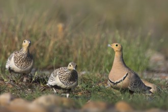 Chestnut-bellied Sandgrouse (Pterocles exustus), Oman