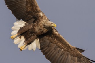 White-tailed Eagle (Haliaeetus albicilla) flying, Subotica, Hungary