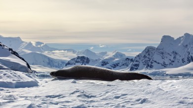Seal resting on a snowy ice surface in front of majestic mountains under a cloudy sky, seal
