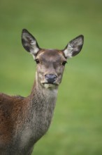Red deer (Cervus elaphus) Portrait of a female during the rut, Allgäu, Bavaria, Germany