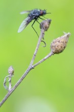 Black woolly hoverfly, bumblebee hoverfly, mourning fly, insect, close-up, (Bombylella atra),