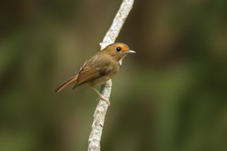 Rufous-browed Flycatcher (Anthipes solitaris), Pahang, Malaysia
