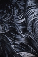 Microscopic view of Salicylic acid crystals, resembling feathery patterns in a black and white
