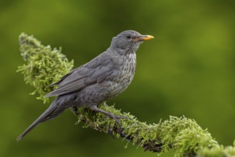 Female blackbird (Turdus merula) sitting on a branch covered with moss, garden bird, June, Germany