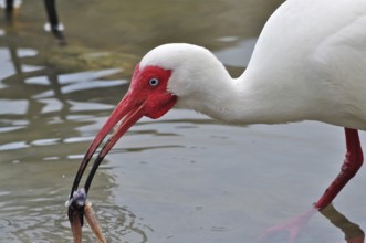 Snowy ibis (Eudocimus albus)