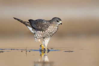 Levant Sparrowhawk (Accipiter brevipes) female, Eilat, Israel
