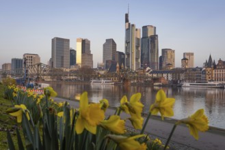 The daffodils on the banks of the Main start to bloom in front of Frankfurt's banking skyline,