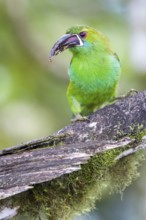 Crimson-rumped Toucanet (Aulacorhynchus haematopygus), Pichincha, Ecuador
